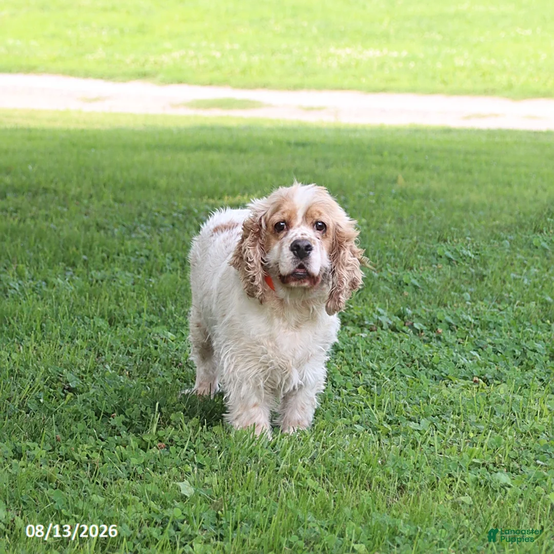 English Cocker Spaniel dogs for sale: Princess - Ad 2