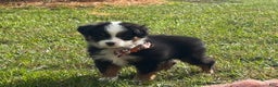 Miniature Australian Shepherd dogs for sale: Taz - Ad 10