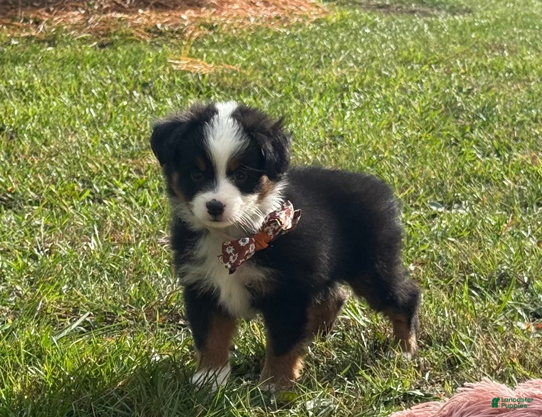 Miniature Australian Shepherd dogs for sale: Taz - Ad 10