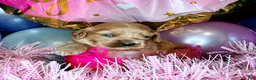 Cockapoo dogs for sale: Caprice - Ad 8