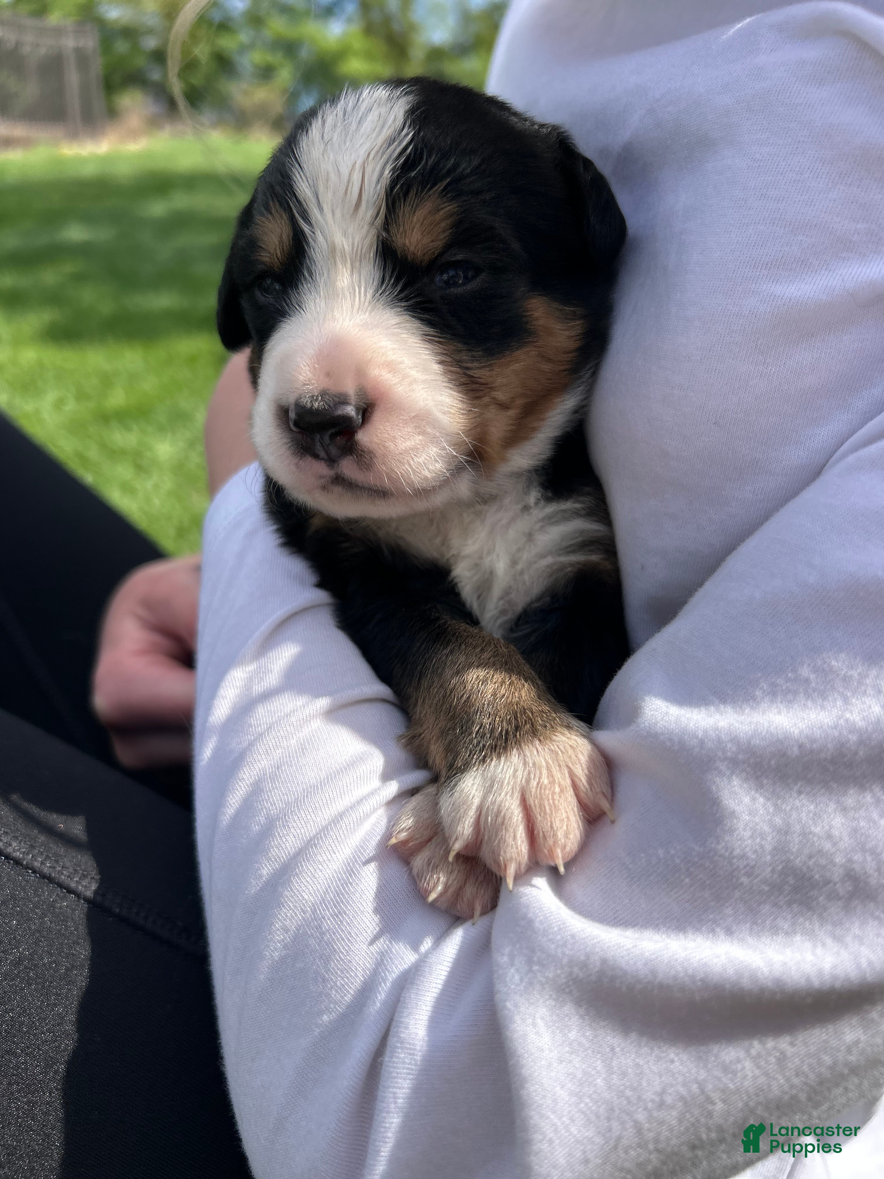 Bernese Mountain Dog dogs Bernese Mountain Dog Puppy 9 - Ad 30