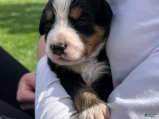 Bernese Mountain Dog dogs Bernese Mountain Dog Puppy 9 - Ad 30