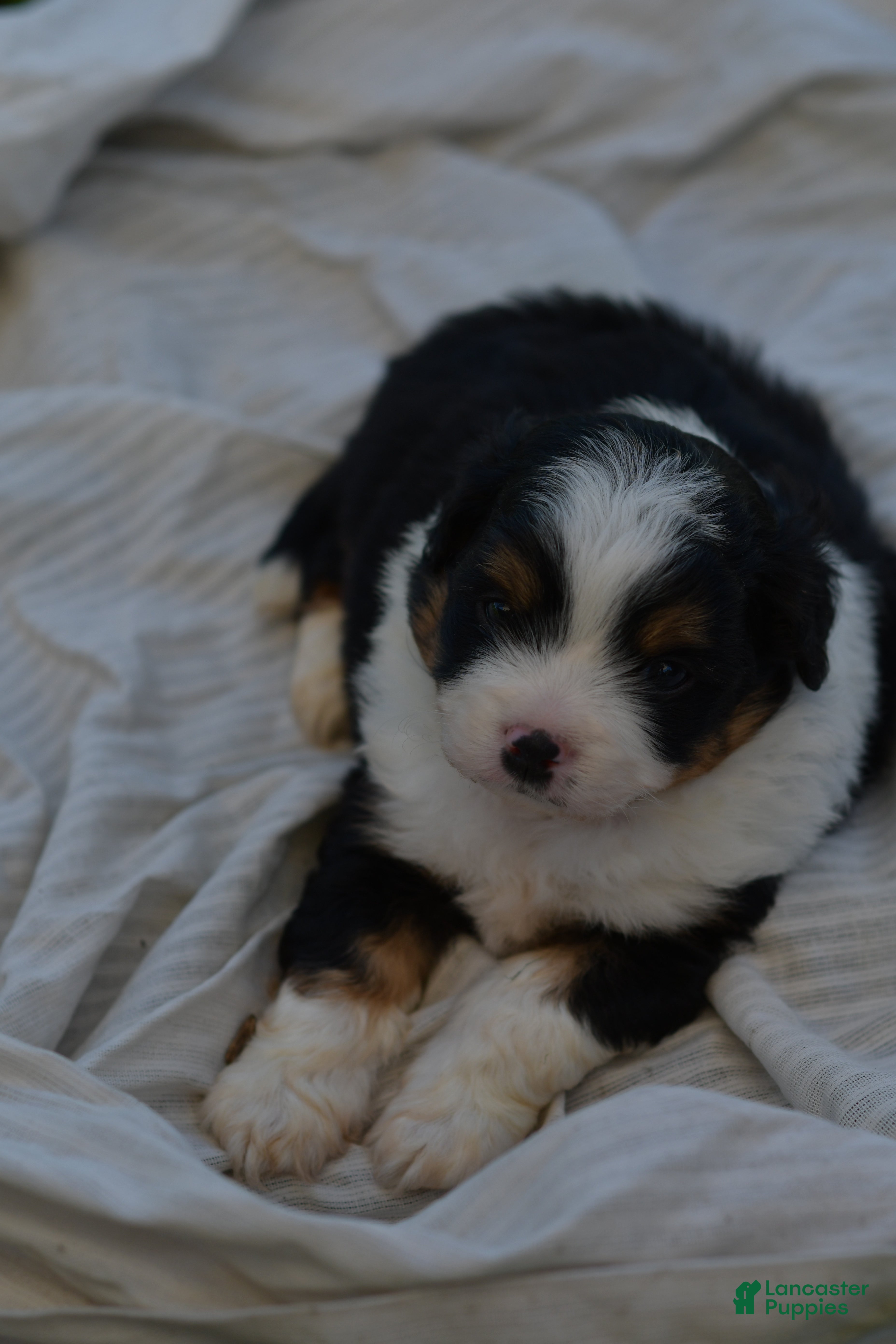 Aussiedoodle dogs Aussiedoodle Puppy 1 - Ad 2