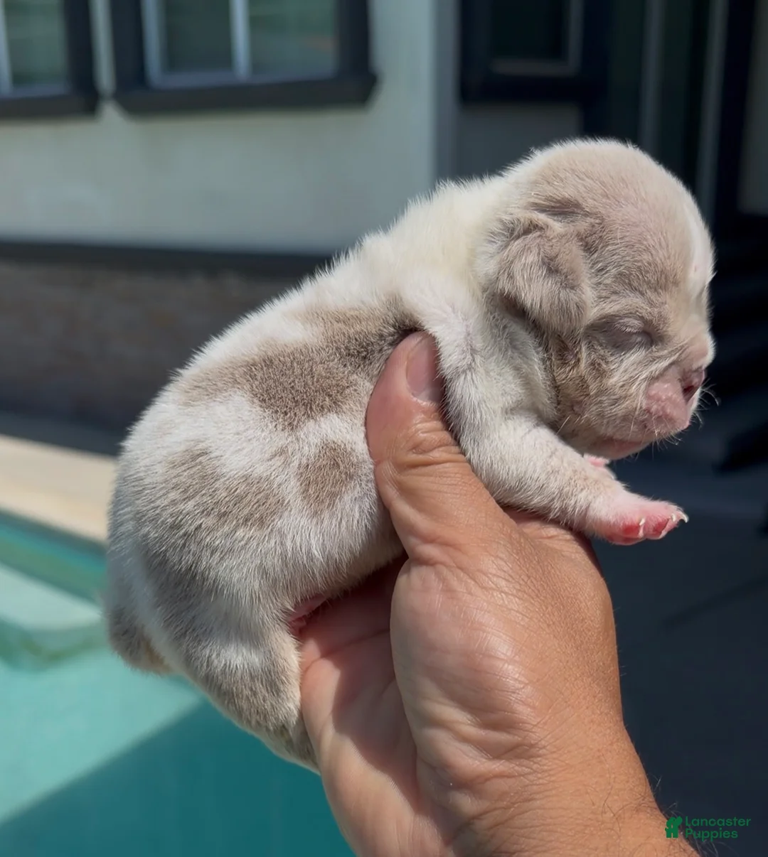 American Bully dogs for sale: American Bully 2 - Ad 1