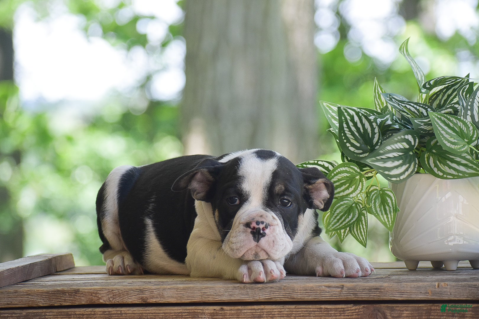 Olde English Bulldogge dogs Anubis - Ad 2