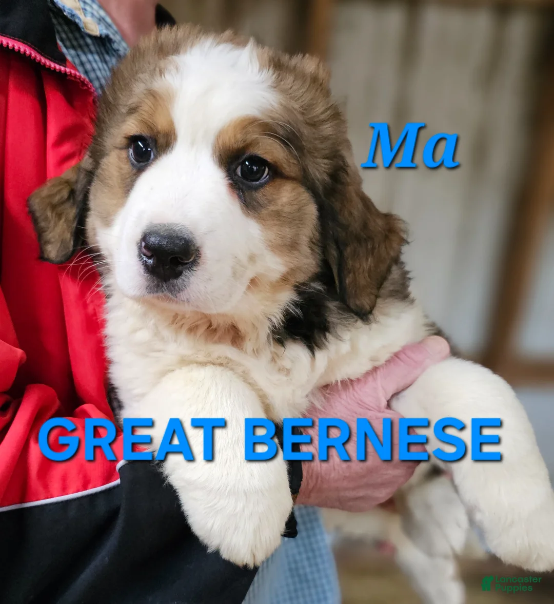 Mixed Breed dogs for sale: Mixed Breed Puppy 1 - Ad 1