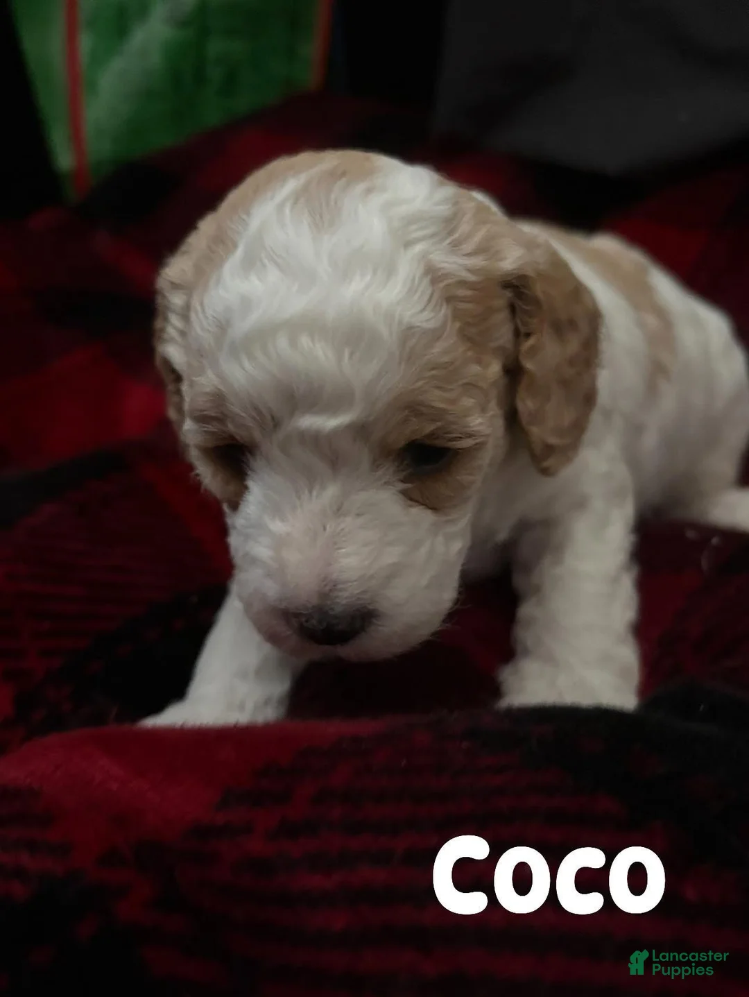 Cavapoo dogs for sale: Cavapoo Puppy 1 - Ad 2