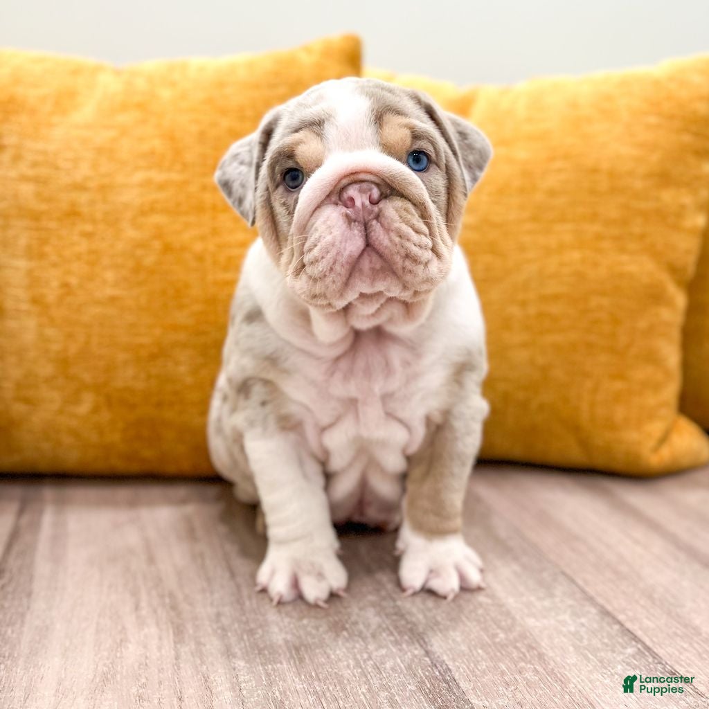 English Bulldog dogs Arthur - Ad 2
