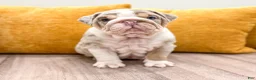 English Bulldog dogs for sale: Arthur - Ad 2