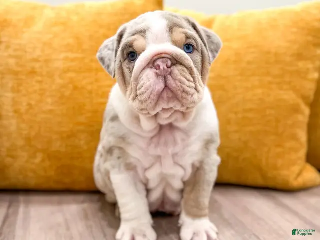 English Bulldog dogs for sale: Arthur - Ad 2
