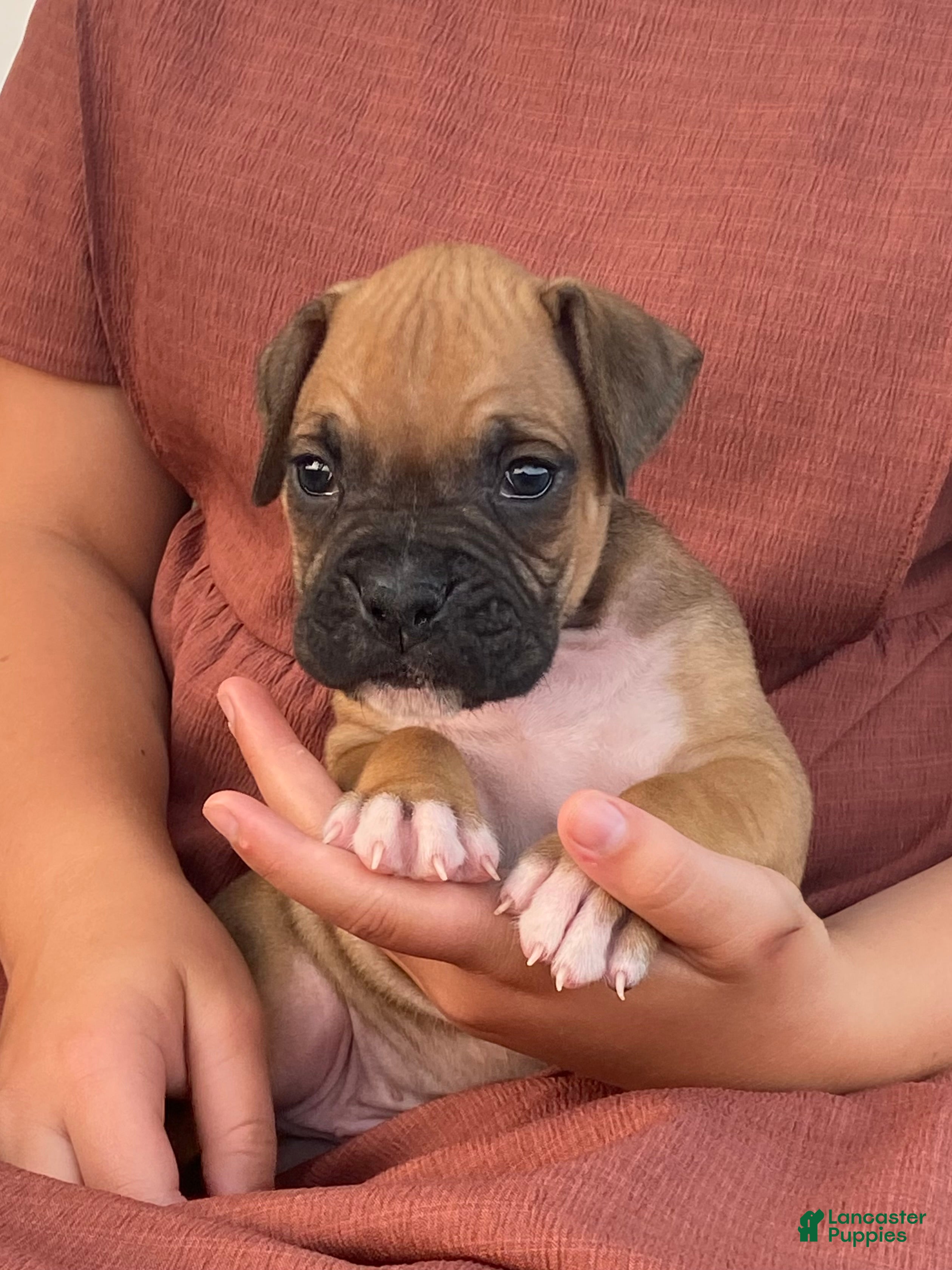 Boxer dogs Carter - Ad 1