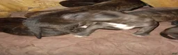Cane Corso dogs for sale: Cane Corso 1 - Ad 5