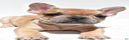 French Bulldog dogs for sale: Bailey - Ad 5