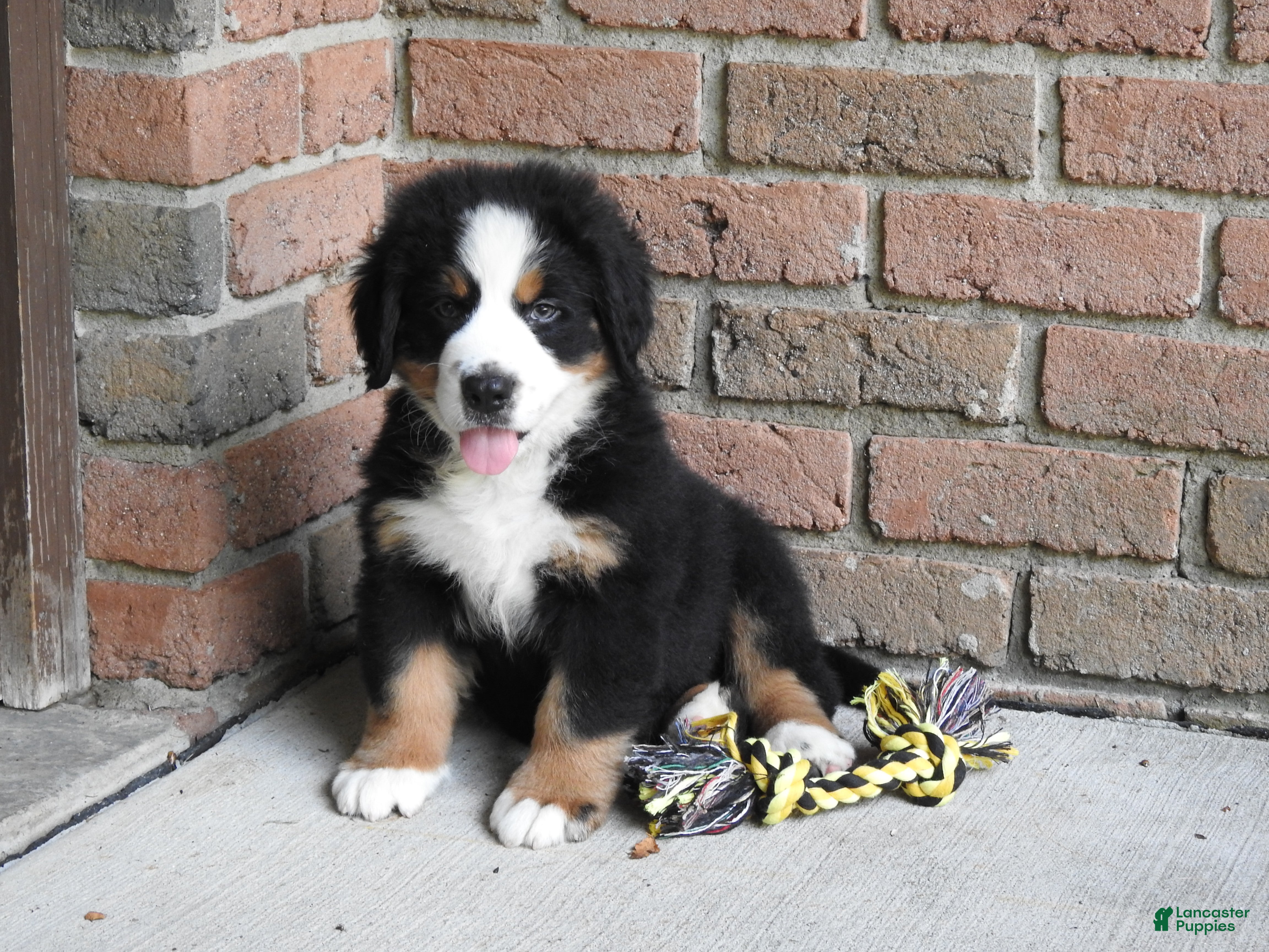 Bernese Mountain Dog dogs Max - Ad 2
