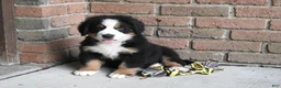 Bernese Mountain Dog dogs for sale: Max - Ad 2
