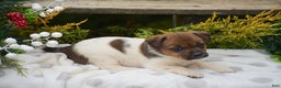 Jack Russell Terrier dogs for sale: Posy - Ad 7