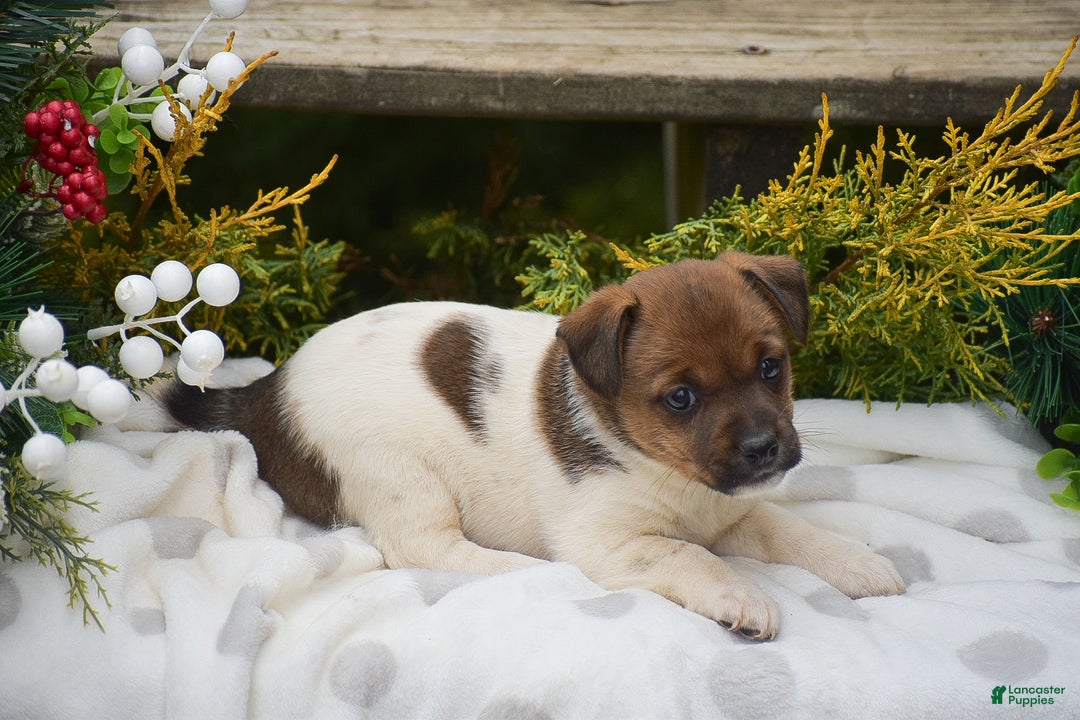 Jack Russell Terrier dogs for sale: Posy - Ad 7