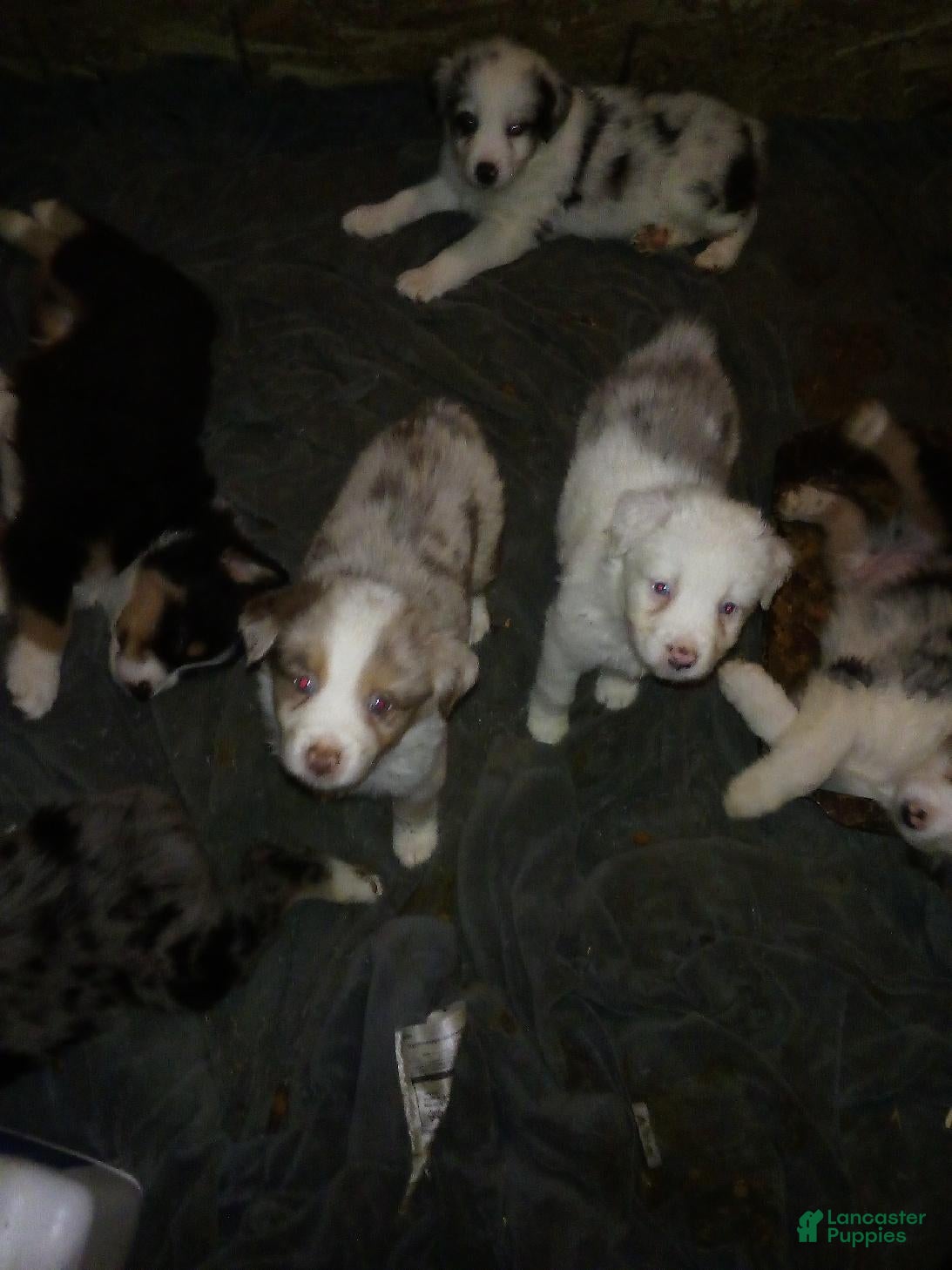 Miniature Australian Shepherd dogs Jake red merle - Ad 6