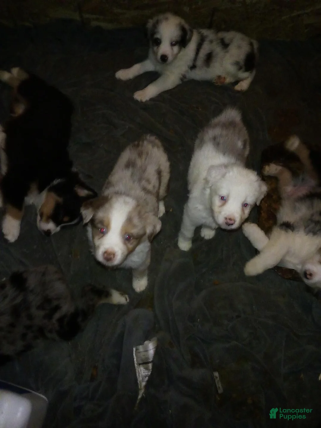Miniature Australian Shepherd dogs for sale: Jake red merle - Ad 1