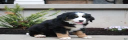 Mixed Breed dogs for sale: Chief - Ad 3