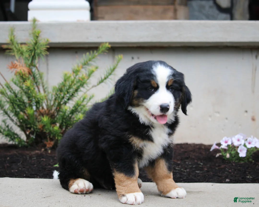 Mixed Breed dogs for sale: Chief - Ad 3
