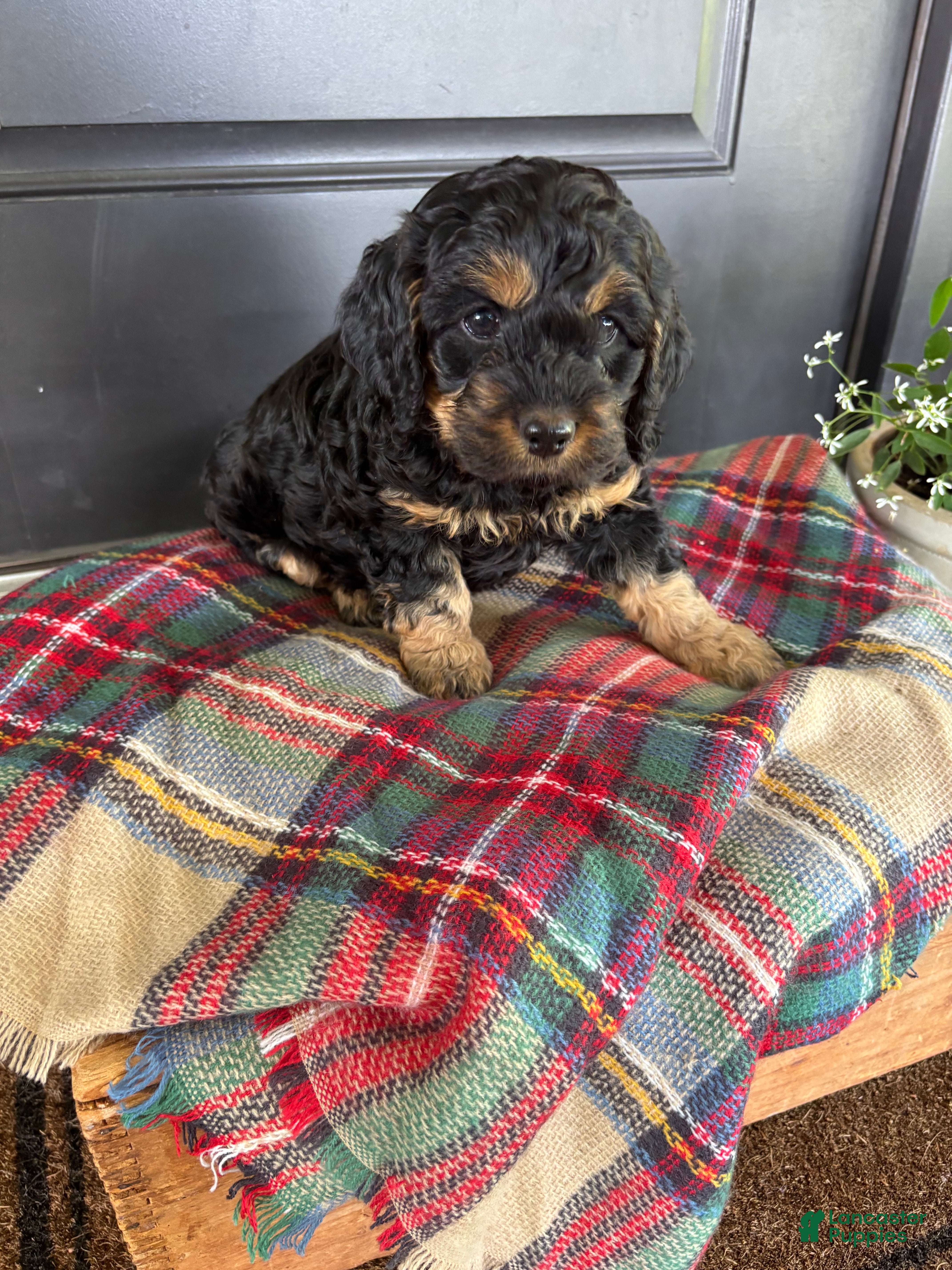 Cockapoo dogs for sale: Crickett  - Ad 4