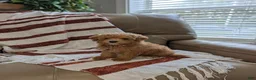 Toy Poodle dogs for sale: Sunny  - Ad 5