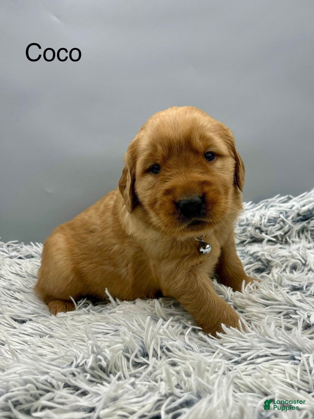 Golden Retriever dogs for sale: Golden Retriever Puppy -Coco - Ad 16