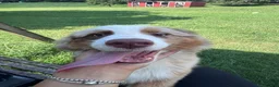 Australian Shepherd dogs for sale: Kuma - Ad 2