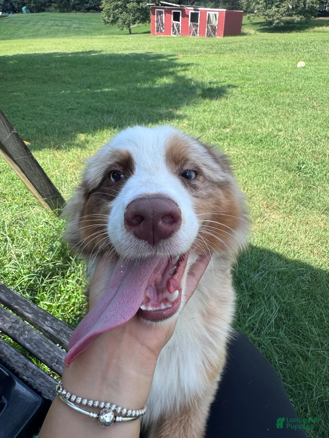 Australian Shepherd dogs for sale: Kuma - Ad 2