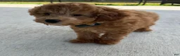 Cavapoo dogs for sale: Cozmo - Ad 5