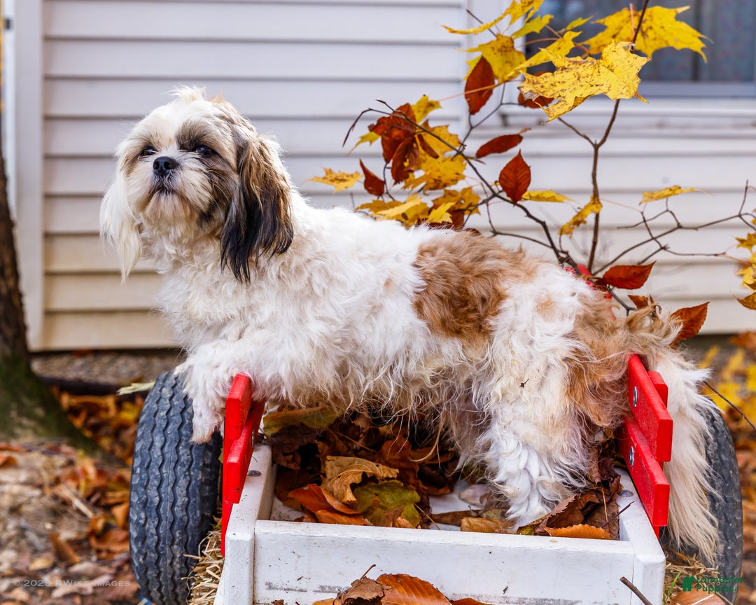 Shih Tzu dogs for sale: Jude - Ad 5