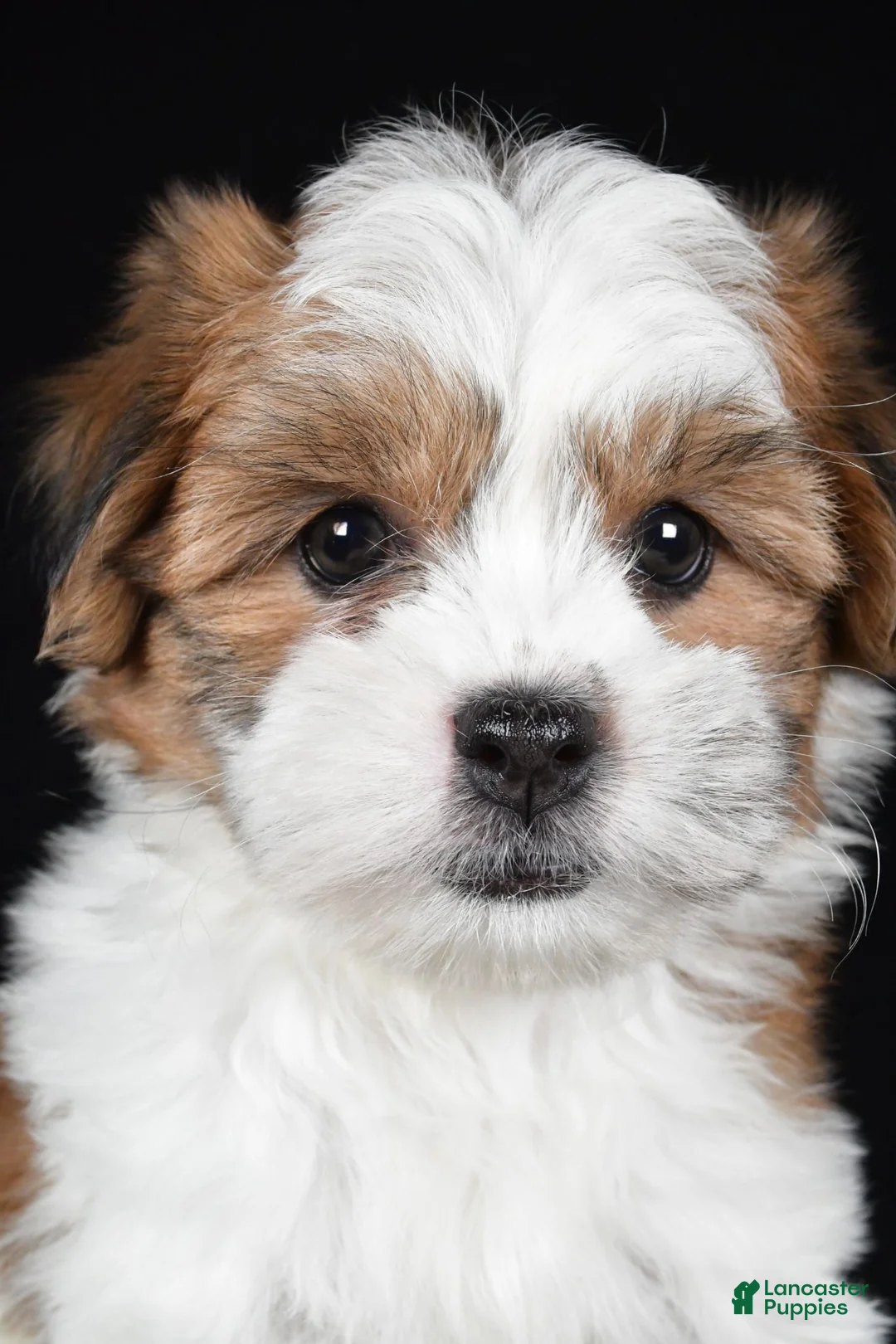 Teddy Bear dogs for sale: Candy - Ad 1