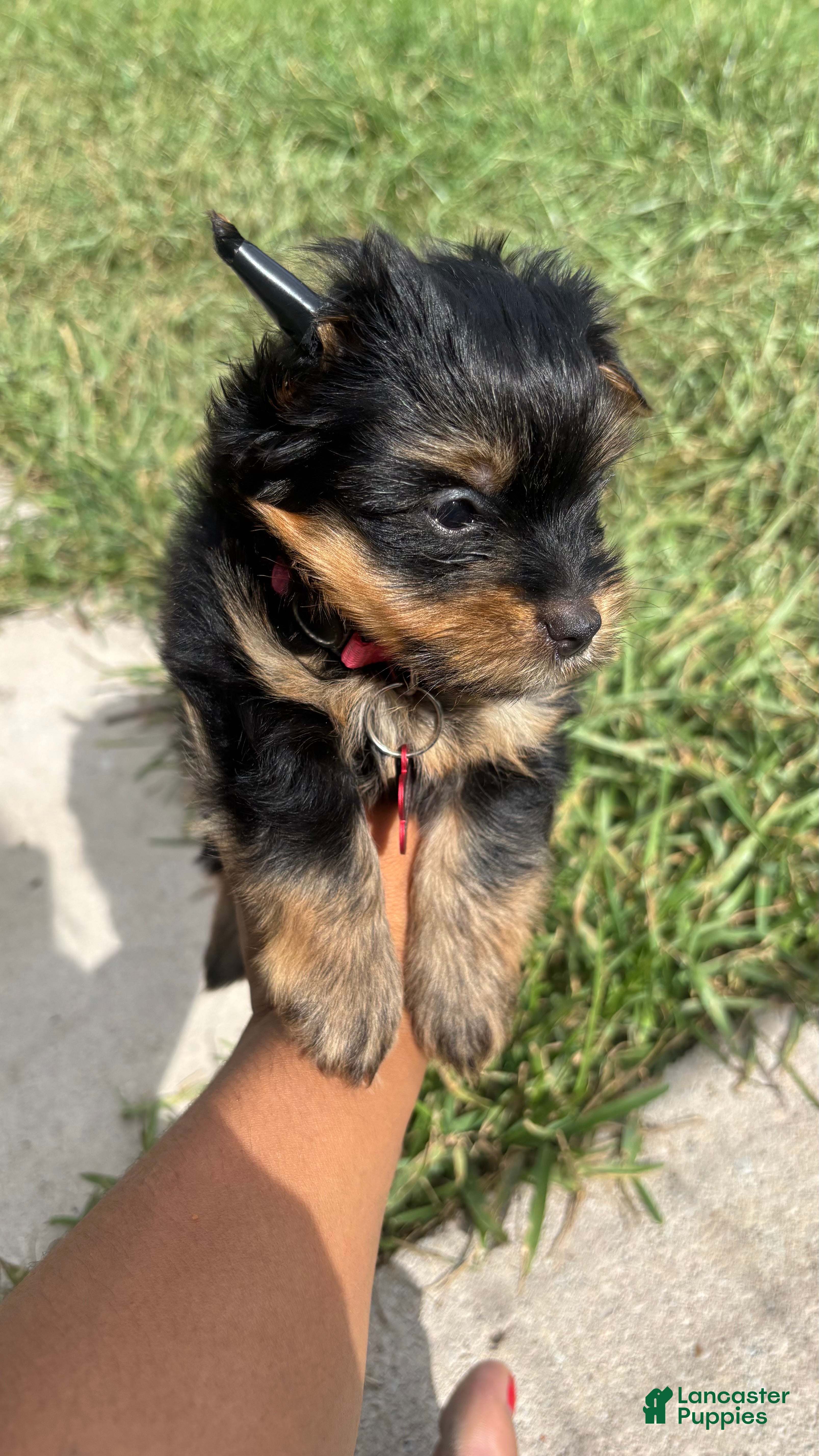 Yorkshire Terrier dogs Yorkshire Terrier 2 - Ad 1