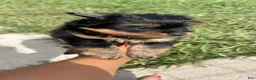 Yorkshire Terrier dogs for sale: Yorkshire Terrier 2 - Ad 1