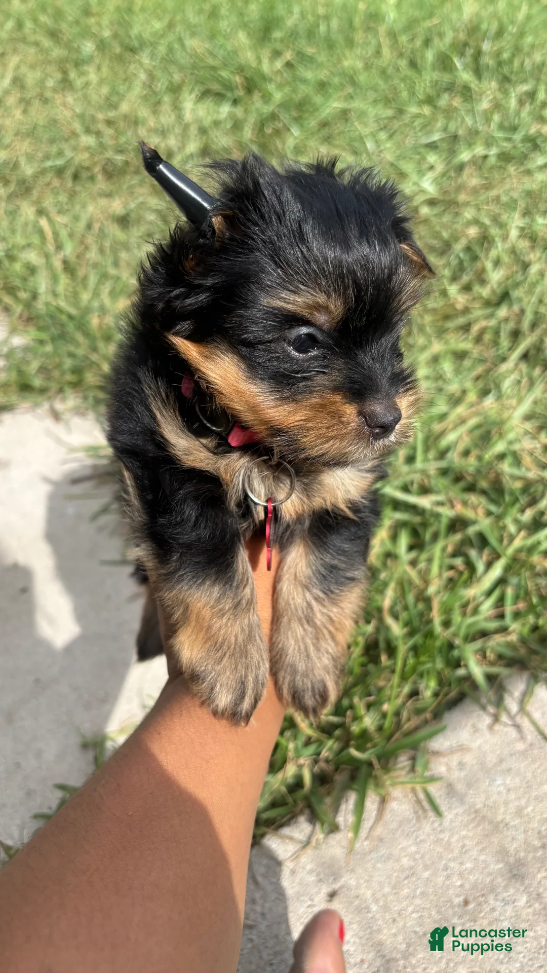 Yorkshire Terrier dogs for sale: Yorkshire Terrier 2 - Ad 1