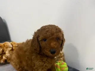 Miniature Poodle dogs for sale: Bug - Ad 2