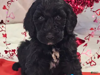 Goldendoodle dogs Clyde - Ad 30