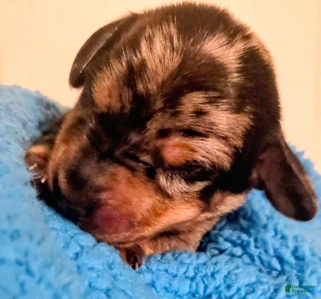 Dachshund dogs for sale: Dachshund 5 - Ad 1
