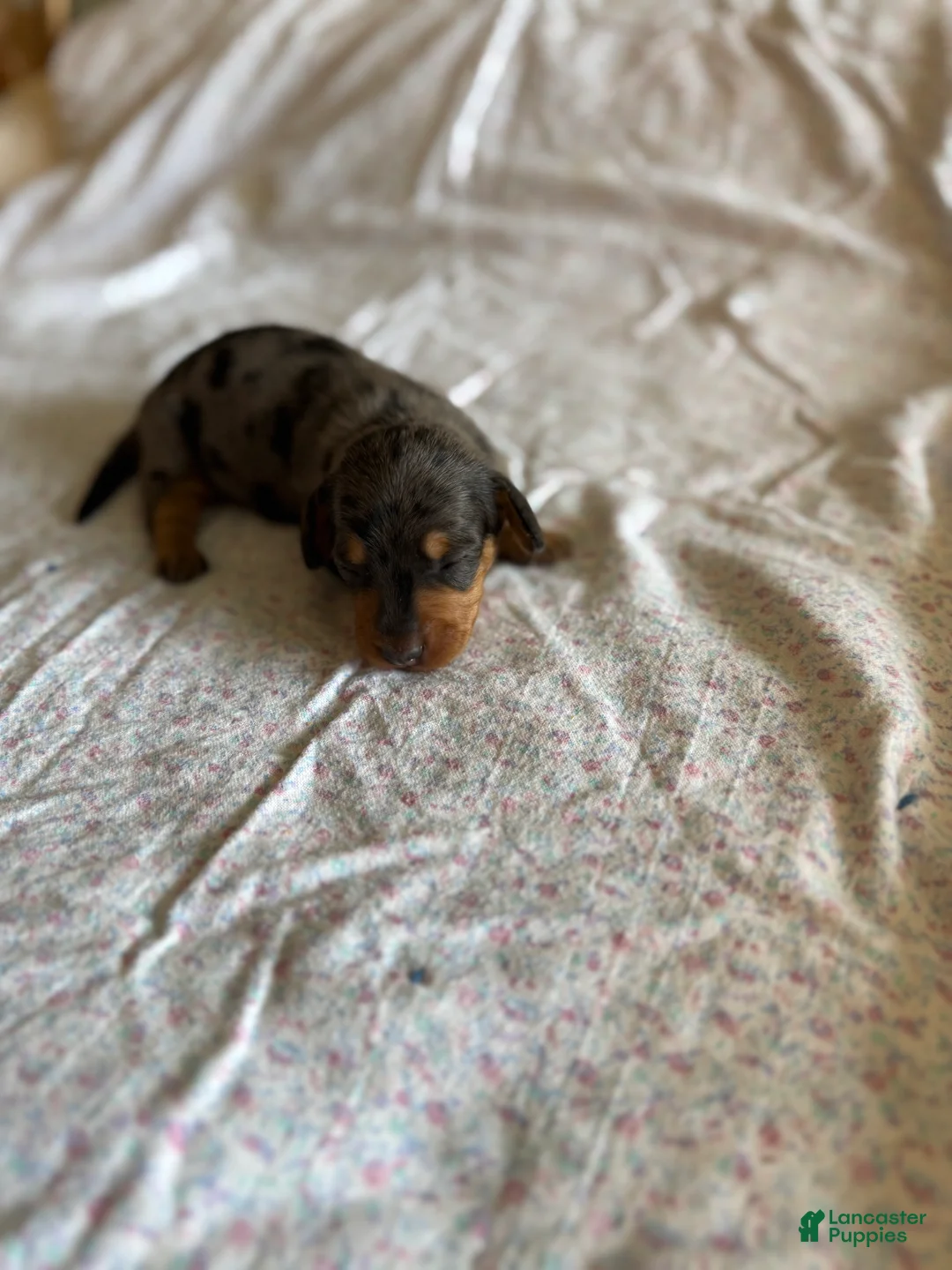 Miniature Dachshund dogs for sale: Claire - Ad 2
