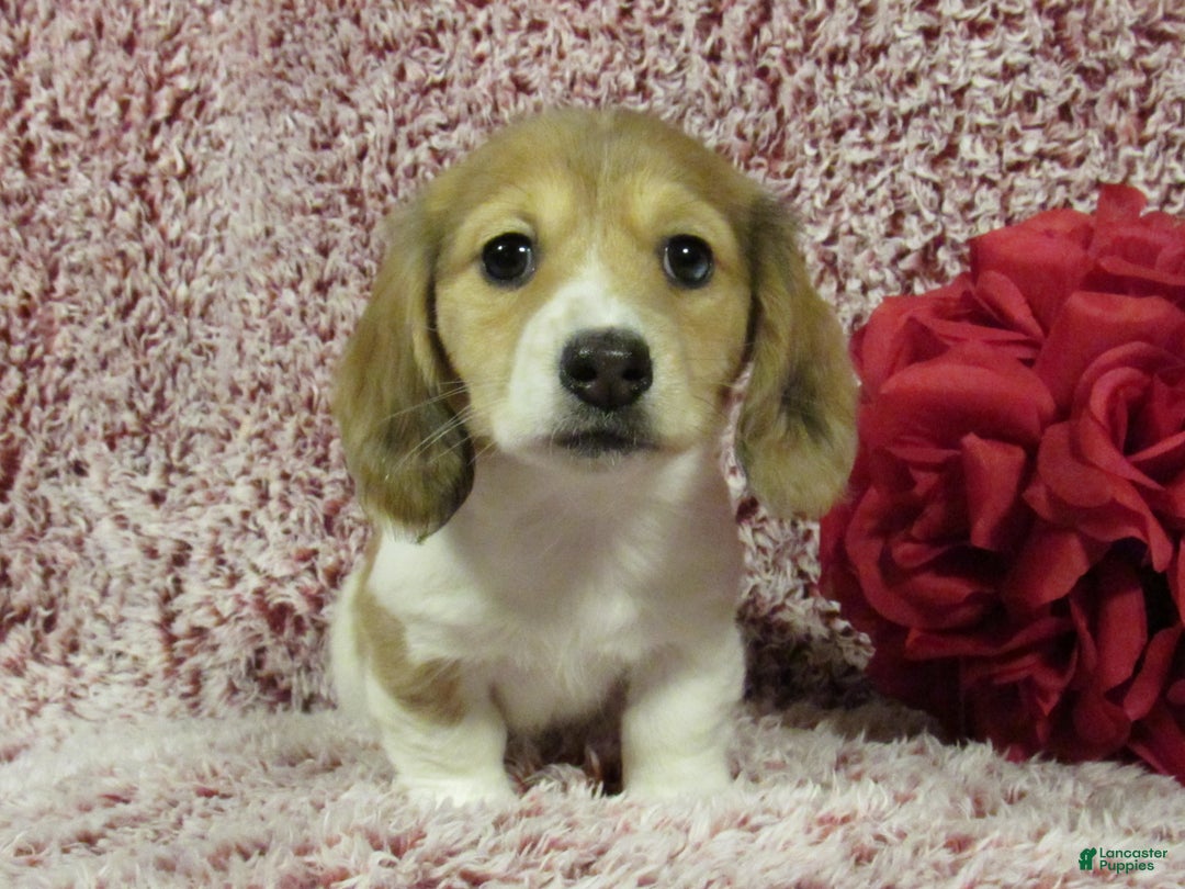 Miniature Dachshund dogs for sale: Sophie - Ad 3