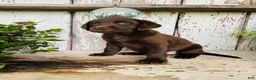 Labrador Retriever dogs for sale: Faith  - Ad 7