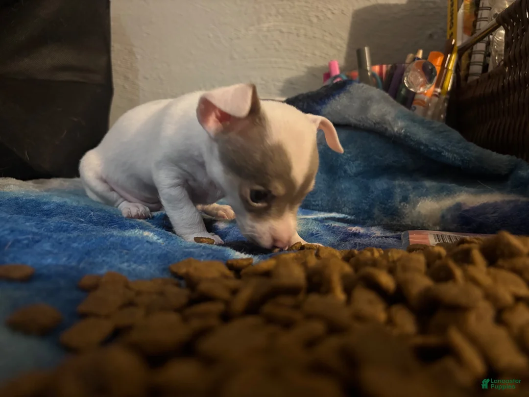 Chihuahua dogs for sale: Casper - Ad 2