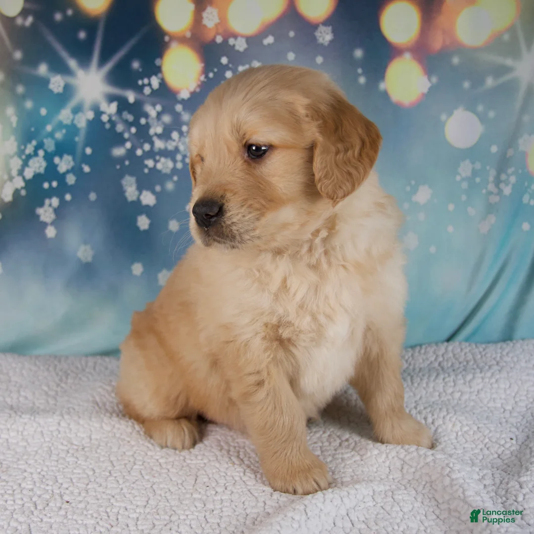 Golden Retriever dogs for sale: Enzo - Ad 3