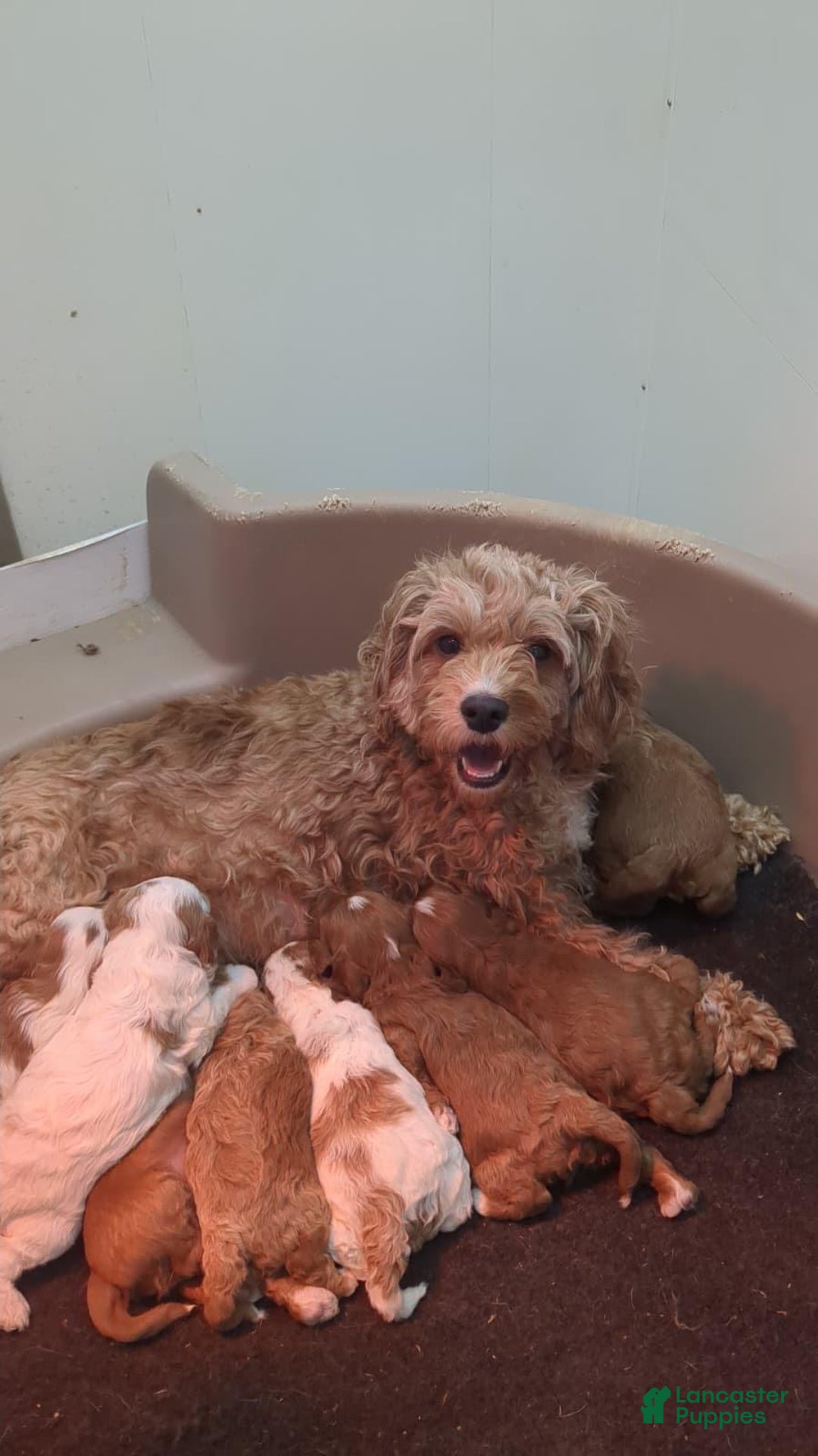 Cavapoo dogs for sale: Ember - F1B Cavapoo Female - Ad 10