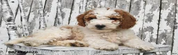 Goldendoodle dogs for sale: Drew - Ad 10