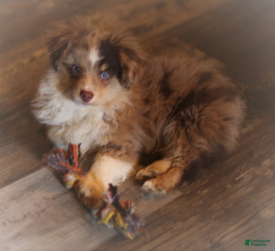 Gallery Image {{count}}