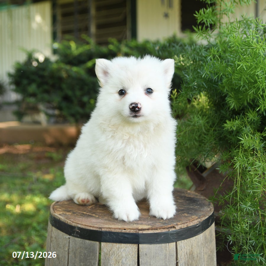 American Eskimo dogs Fido - Ad 1