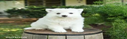 American Eskimo dogs for sale: Fido - Ad 1