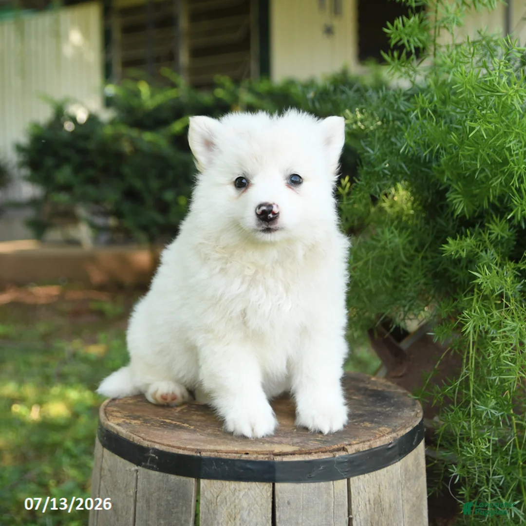 American Eskimo dogs for sale: Fido - Ad 1